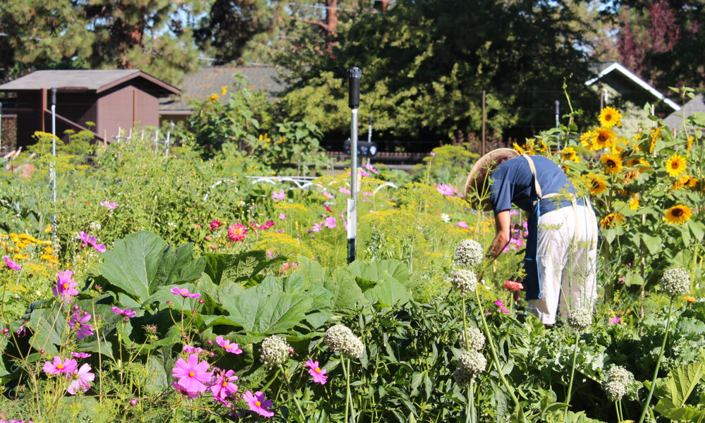 Gardening in Central Oregon at Hollinshead Park - Photo credit Bend Park & Recreation District