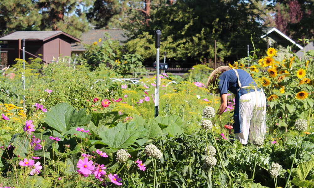 Native Plant Gardening in Central Oregon