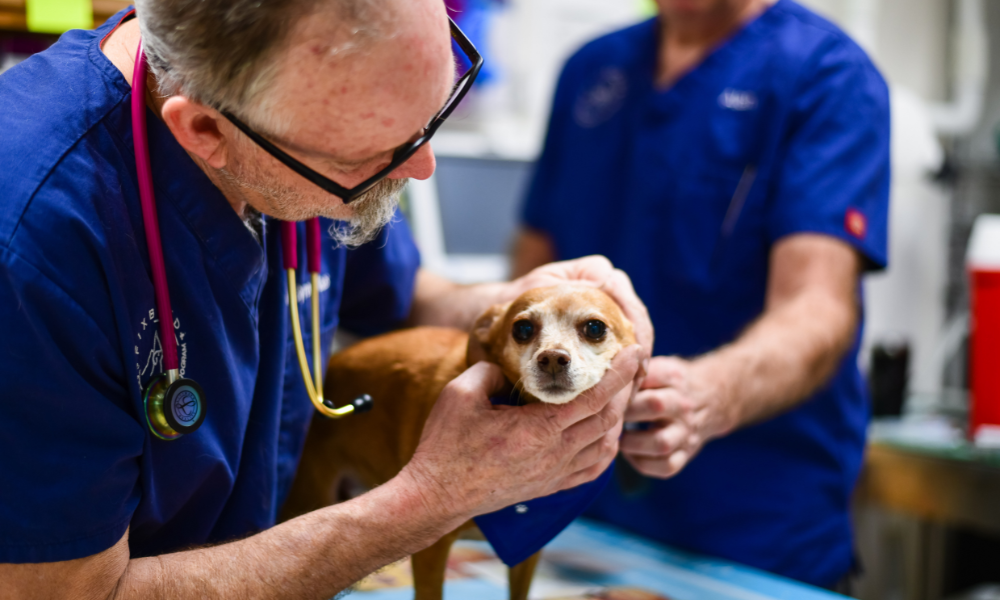 Central Oregon seniors love their pets and want to give them with the best care, which is why vets with senior discounts are a huge blessing.
