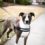 photo of a dog wearing a service dog harness